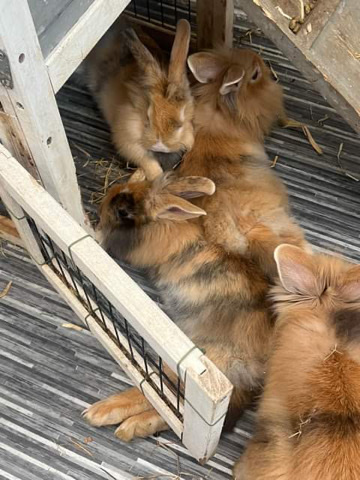 Rabbit