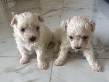 2 Female & 2 Male Maltipoochon Puppies – Sterling Heights