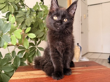 Maine Coon – pure breed Maine **** – New York