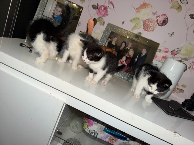 Brazilian Shorthair – 4 kittens for sale – Sheerness