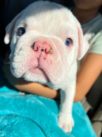 Bulldog – English Bulldog