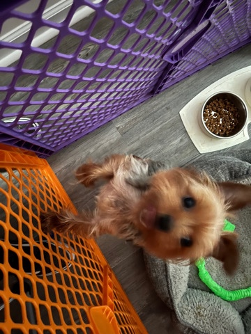 Yorkshire Terrier – AKC Yorkie