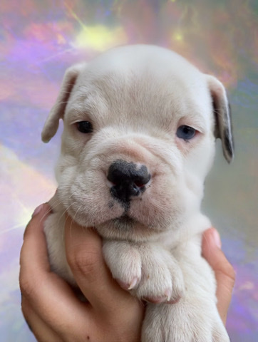 Olde English Bulldogge – olde English bulldogs