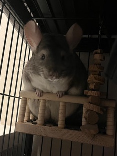 young female chinchilla needs home