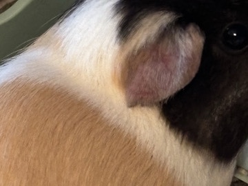 Guinea Pig – Guinea pigs