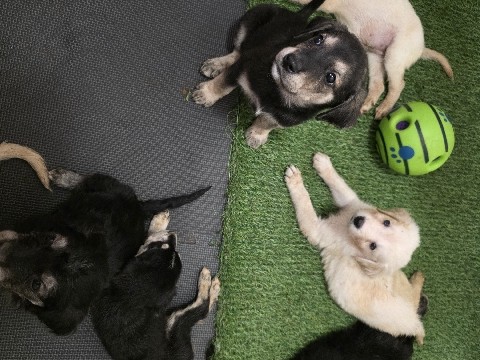 Golden Retriever – Goberian puppies – Fernley