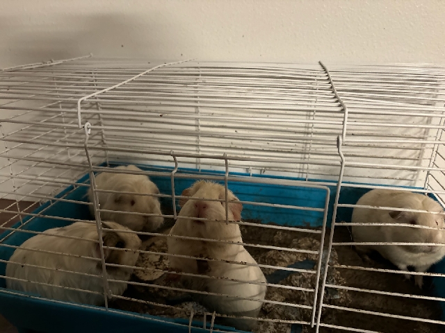 Four Healthy Guinea Pigs