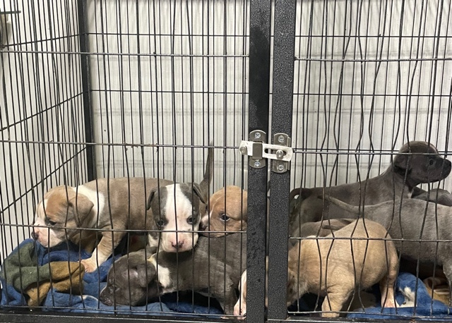 American Bulldog – American Bullyz