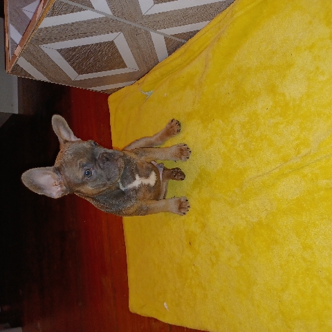 French Bulldog – french bulldog puppies