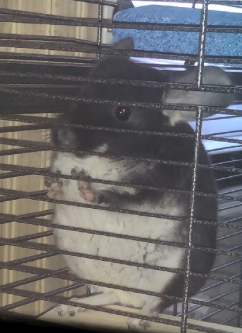 Chinchilla female black pearl Andretti condo