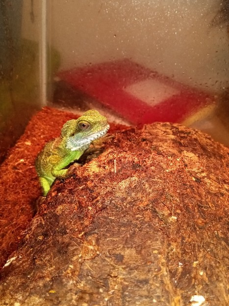 Chinese Water Dragon