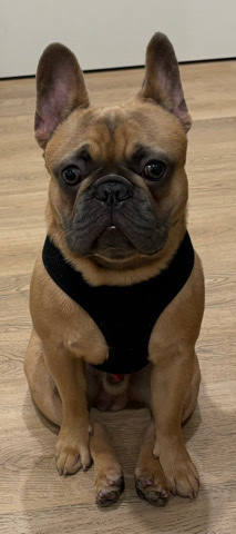 French Bulldog – Red Fawn French Bulldog (Male) Puppie