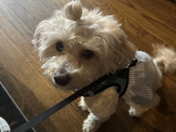 Maltipoo - Maltese/poodle available for adoption in Lawrence