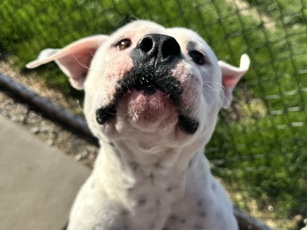 American Bulldog – Pugsley – Greenwood