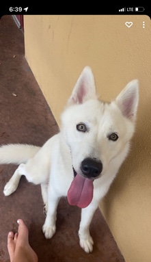 Siberian Husky – Siberian husky
