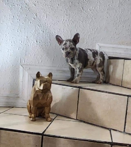 French Bulldog – Isabella&Merle