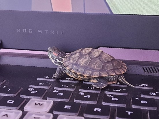 turtle – Red eared slider turtle