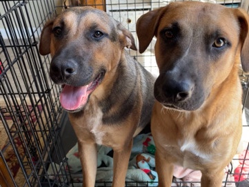 Looking for a Home: Bear & Porky – Puppy brothers – Cross Mountain