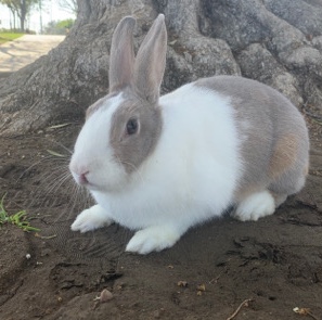 Dwarf Hotot – Honey