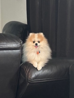 Pomeranian – Cutest Pom Pom !!