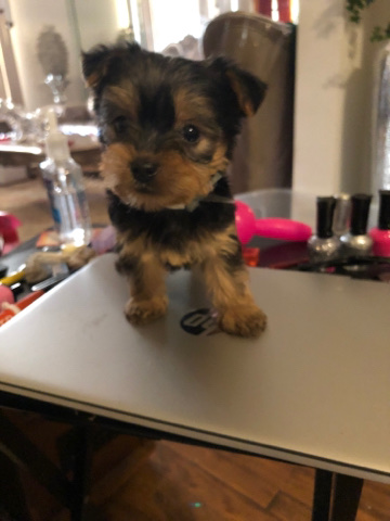 Yorkshire Terrier – male yorkie
