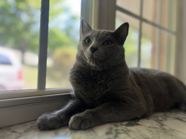 Adorable One-Year-Old Male Cat Looking for His Forever Home