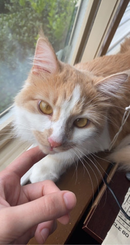 domestic medium haired orange/white cat