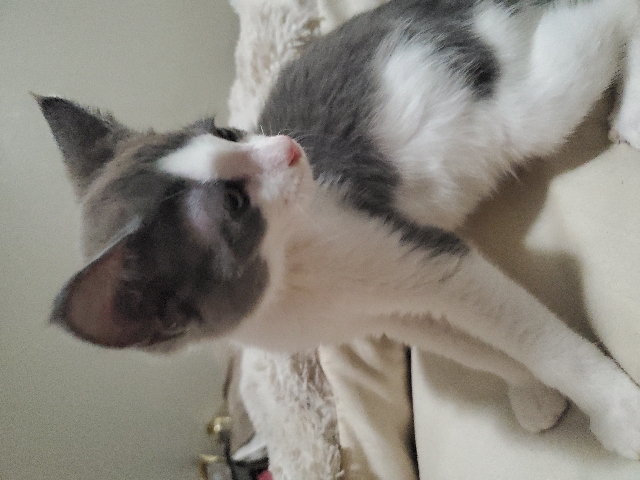 Russian Blue – Russian Blue Kittens need forever homes