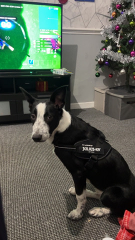 Border Collie – dog