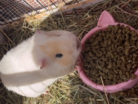 Guinea Pig – two boy guinea pigs – Telford