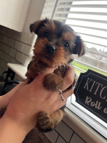 Yorkshire Terrier – Yorkie
