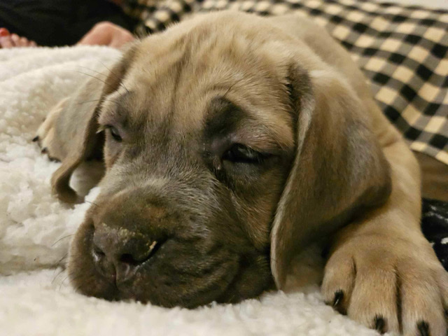 Cane Corso – Cane Corso puppy for sale