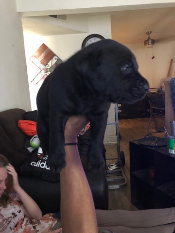 Great Dane – 8 Great Dane/ cane Corso puppies for sale