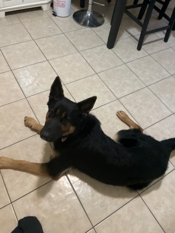 German Shepherd