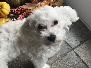 Maltese - junger Malteser  available for adoption in Schramberg