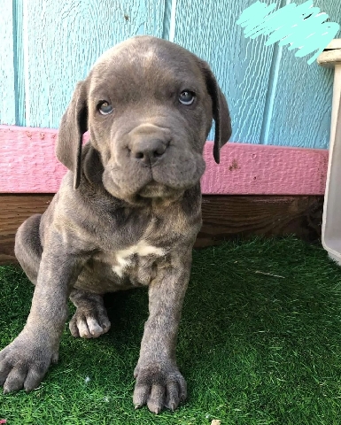 Cane Corso – cane corso italiano puppies for sale