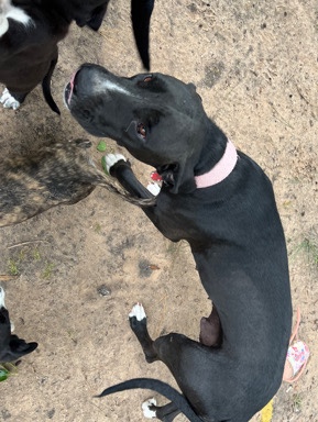 Great Dane – Dane Pit Mix
