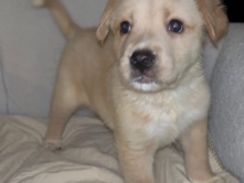 Mixed Breed – FREE puppies – Greer