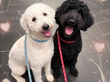 Poodle – standard poodles – Atlanta