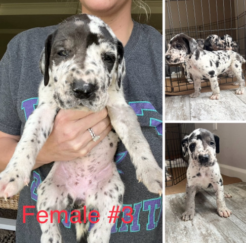 Great Dane – Great Dane Puppies