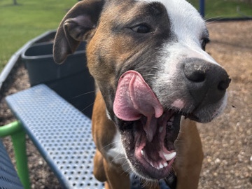 Mixed Breed – 6 Month Old Mixed Breed Puppy – Aurora