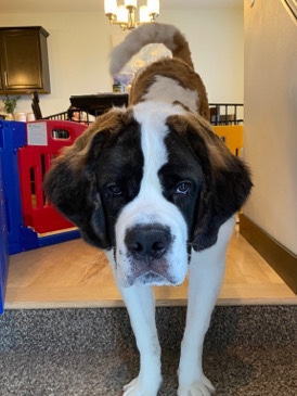 St. Bernard – Big Puppy (St. Bernard) looking for new home