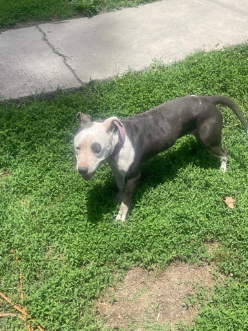 American Pit Bull Terrier – need a new home