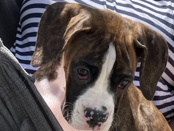 Boxer – Boxer Puppy For Sale – Old Orchard Beach