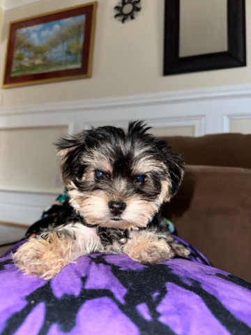 Yorkshire Terrier – 10 week yorkie re-home