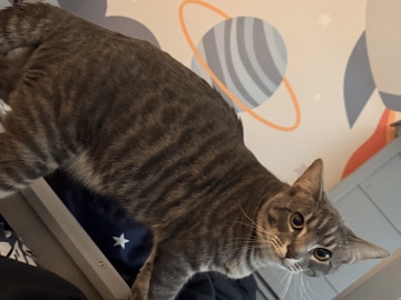 American Shorthair – 2 Friendly American Shorthair Cats for Rehoming in Riverside – Riverside