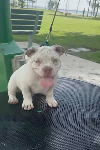 American Bulldog – micro bully exotic