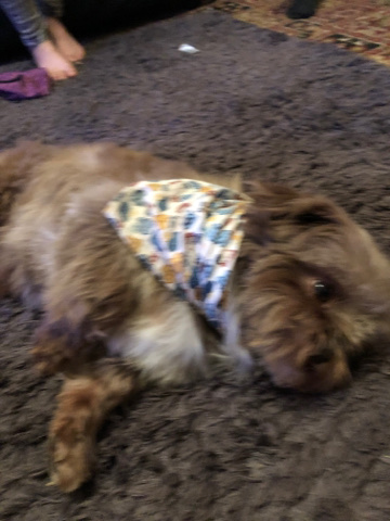 Shih Tzu – dog for sell