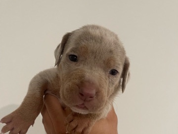 Standard exotic bully – Covington