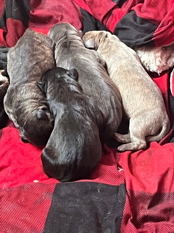 Cane Corso – The Carroll kennel